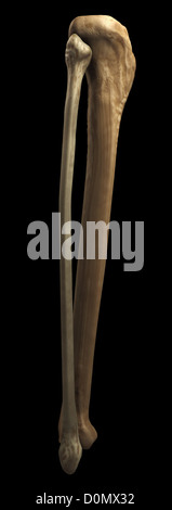 Model of the tibia and fibula bones that form part of the human leg. Stock Photo