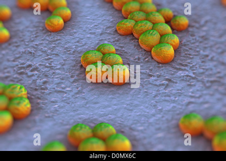 Clusters of 'superbug' (MRSA) bacteria. Stock Photo