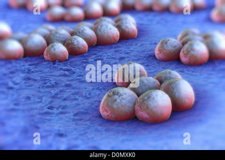 Clusters of 'superbug' (MRSA) bacteria. Stock Photo