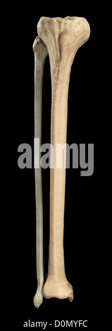 Model of the tibia and fibula bones that form part of the human leg. Stock Photo