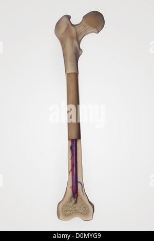 Cross section of a femur bone showing the anatomical structure ...