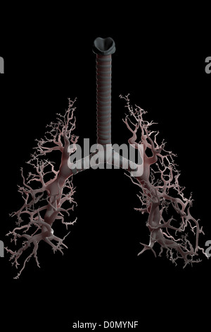 Diagram of showing the structure of the bronchi and bronchial tubes. Stock Photo