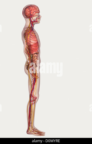 Digital illustration of a pre-adolescent male child showing the structure of the internal organs. Stock Photo