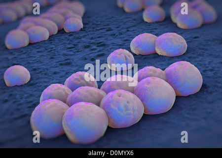 Clusters of 'superbug' (MRSA) bacteria. Stock Photo