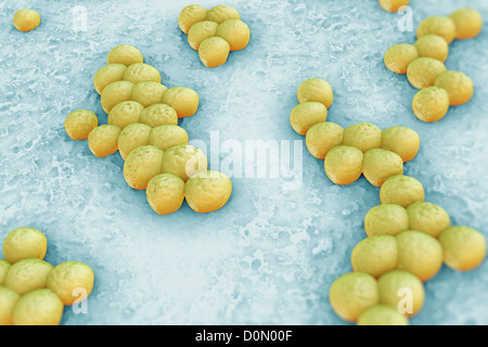 Clusters of 'superbug' (MRSA) bacteria. Stock Photo