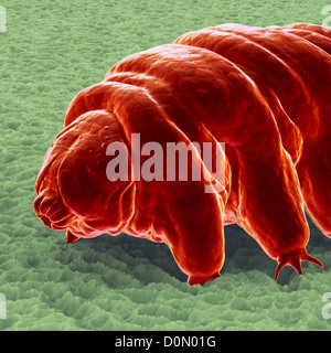 Diagram of a Water Bear (Tardigardes) which is a polyextremophile. Stock Photo