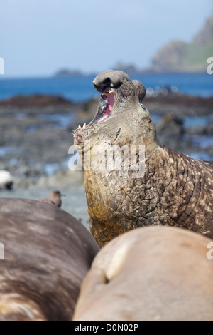 Southern elephant seal (Mirouanga leonina) in Macquarie island - Tasmania - Australia Stock Photo