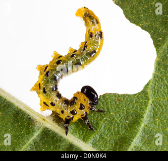 Sawfly larva caterpillar Tenthredinidae family, Craesus septentrionalis, feeding on hazel tree leaves, UK Stock Photo