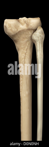 Model of the tibia and fibula bones that form part of the human leg. Stock Photo