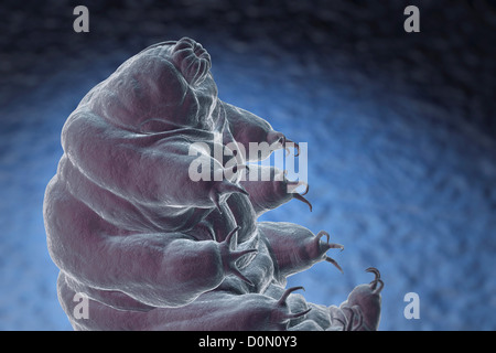 Diagram of a Water Bear (Tardigardes) which is a polyextremophile. Stock Photo