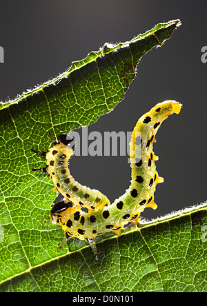 Sawfly larvae caterpillars, Tenthredinidae family, Craesus septentrionalis, feeding on hazel tree leaves, UK Stock Photo