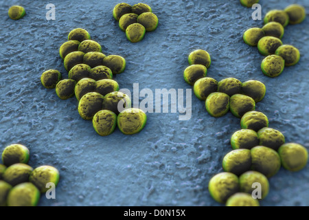 Clusters of 'superbug' (MRSA) bacteria. Stock Photo