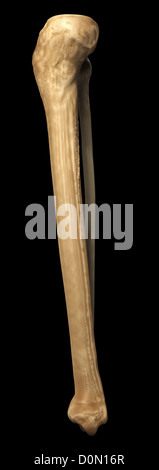 Model of the tibia and fibula bones that form part of the human leg. Stock Photo