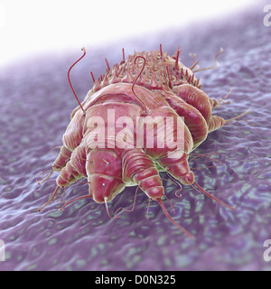 A single Sarcoptes scabiei mite which is cause contagious skin infection Scabies. mite burrows under host's skin causing Stock Photo