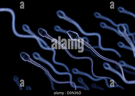 A group of sperm cells swimming in the fallopian tube. Stock Photo