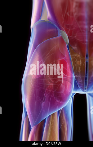Gluteal Muscles / Gluteus Maximus - Anatomy Muscles isolated on white Stock Photo: 104260318 - Alamy