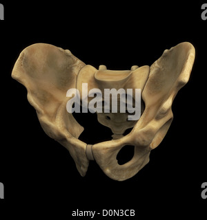 The bones of the male pelvis viewed from a rear three-quarter ...