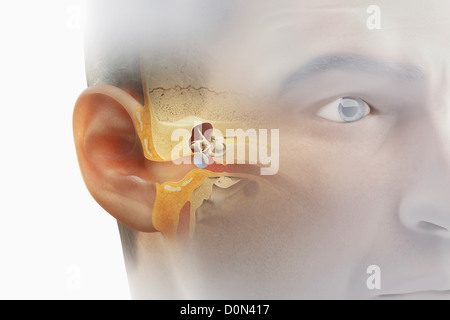 A sectional view of the human head revealing the anatomy of the ear ...