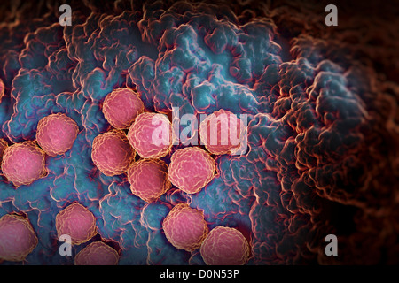 Rubella Virus Rubella virus particles on cellular surface Rubella 