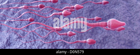 A group of sperm cells swimming in the fallopian tube. Stock Photo