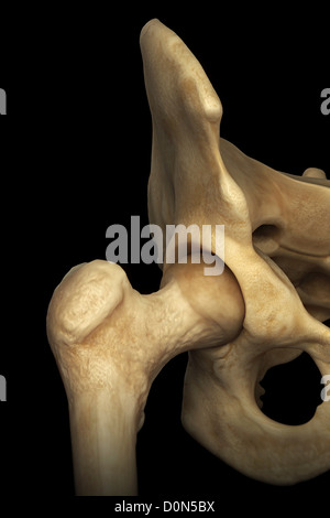 Close up hip joint synovial joint formed articulation rounded head ...