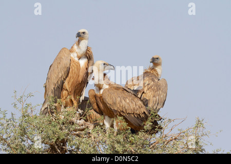 Griffon Vultures (Gyps fulvus) near Bikaner, Rajasthan, India. Stock Photo