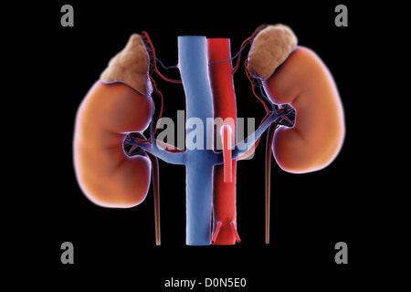 Rear lit pair kidneys their blood supply. right left kidneys are transparent reveal inner calyx structures. adrenal glands are Stock Photo
