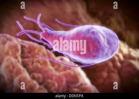 Giardia lamblia is a flagellated protozoan parasite. It colonizes and reproduces in the small intestine and causes giardiasis. Stock Photo