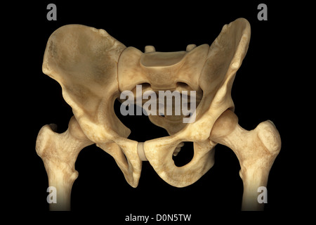 Three-quarter view of the male pelvis and hip joints. Stock Photo