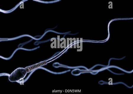 A group of sperm cells swimming in the fallopian tube. Stock Photo