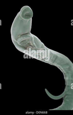 Schistosomiasis also known as snail fever is parasitic disease caused parasitic worm genus Schistosoma. adult male female are Stock Photo