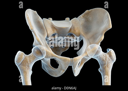 Three-quarter view of the male pelvis and hip joints. Stock Photo