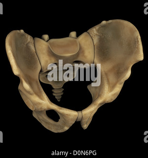 The bones of the male pelvis viewed from a rear perspective Stock Photo ...