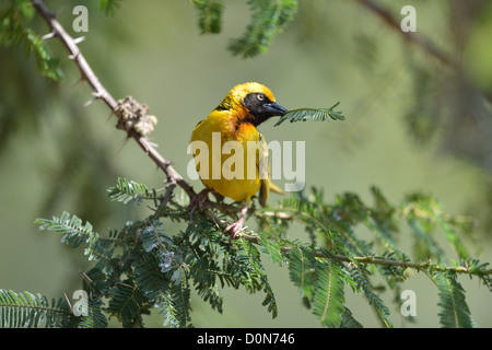 Speke's Weaver (Ploceus spekei) male perched on a branch with nesting material in the bill Soysambu sanctuary - Kenya Stock Photo