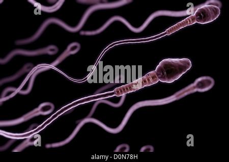 A group of sperm cells swimming in the fallopian tube. Stock Photo