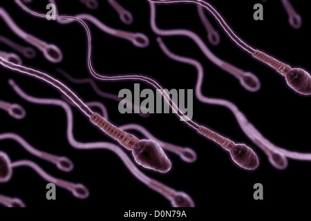 A group of sperm cells swimming in the fallopian tube. Stock Photo