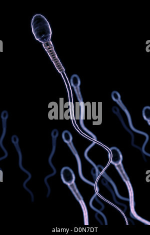 A group of sperm cells swimming in the fallopian tube. Stock Photo