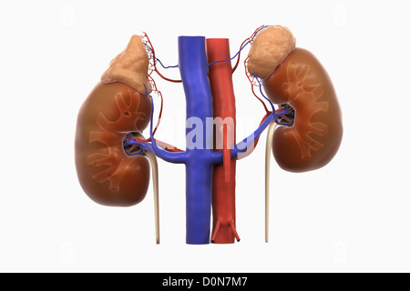 Human kidneys blood supply. right left kidneys are transparent reveal inner calyx structures. adrenal glands are also present Stock Photo