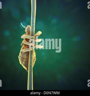 A single head louse clinging to a strand of hair. Stock Photo