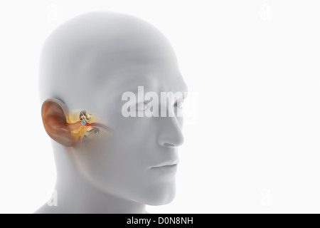 A sectional view of the human head revealing the anatomy of the ear ...