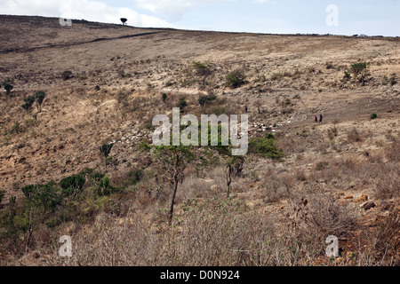 Maasai men are herding a herd of cheep and cattle in the World Famous Ngorongoro Crater ;Africa;East Africa,Tanzania Stock Photo