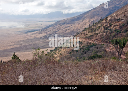 Maasai men are herding a herd of cheep and cattle in the World Famous Ngorongoro Crater ;Africa;East Africa,Tanzania Stock Photo