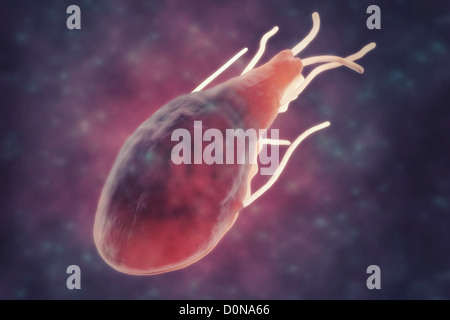 Giardia lamblia is a flagellated protozoan parasite. It colonizes and reproduces in the small intestine and causes giardiasis. Stock Photo