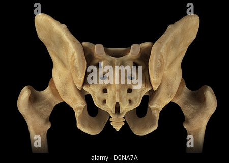 Rear view of the male pelvis, sacrum and hip joints Stock Photo - Alamy