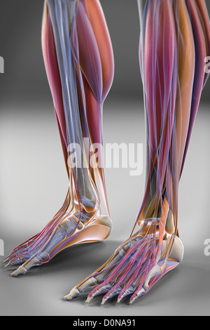 The muscles of the legs and feet, which are transparent revealing the skeletal structures beneath. Stock Photo