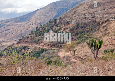 Maasai men are herding a herd of cheep and cattle in the World Famous Ngorongoro Crater ;Africa;East Africa,Tanzania Stock Photo