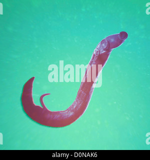 Schistosomiasis also known as snail fever is parasitic disease caused parasitic worm genus Schistosoma. adult male female are Stock Photo