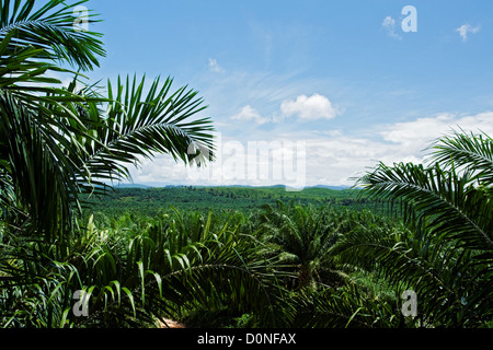 A large oil palm plantation in Malaysia. Oil palms are grown commercially produce palm oil which is used around world as Stock Photo