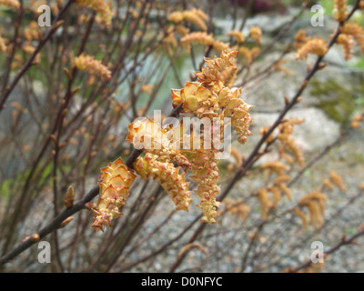 Myrica gale ( Bog Myrtle, Sweet Gale or Sweet Bayberry ) with Male Catkins in Spring, UK Stock Photo