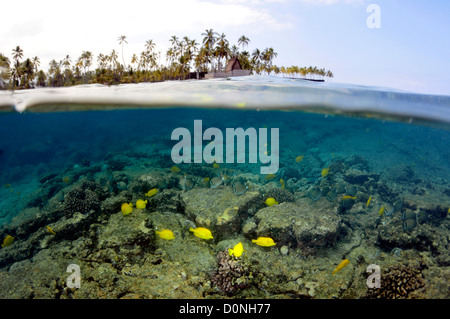 Aggregation of yellow tangs, Zebrasoma flavescens, Honaunau Bay, Kona, Big Island, Hawaii, USA Stock Photo